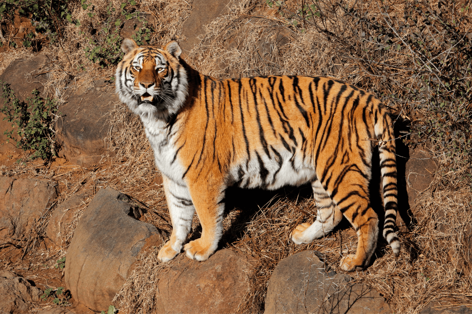 Wildlife Tours In Satpura Range 